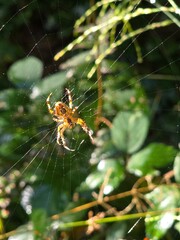 Yellow-Brown Spider Resting in Web
