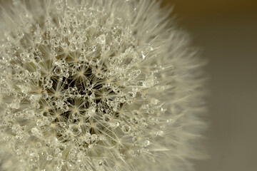 Macro World of Water Droplets on Dandelion Seeds