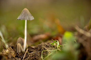Tiny Mushrooms Under Morning Rain