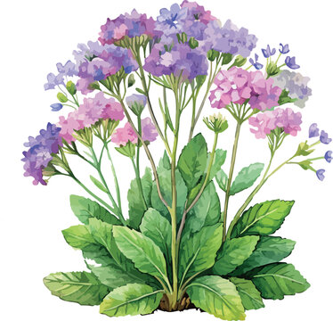 Verbena Bush with Pink Flowers Botanical Classic Watercolor Vector Illustration