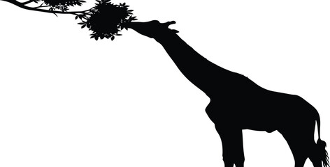 PrintGiraffe silhouette feeding, tree branch leaves, African wildlife, long neck animal, nature behavior, black outline, white background, savanna scene