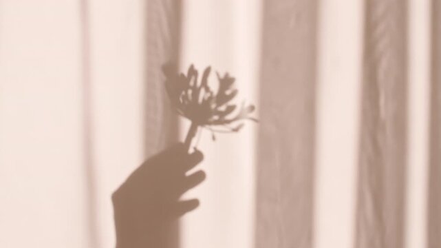 The girl holds a flower in her hand. Transparent soft light and shadow from from leaves of the peony on wall. Product presentation, mockup for advertising. High quality 4k footage