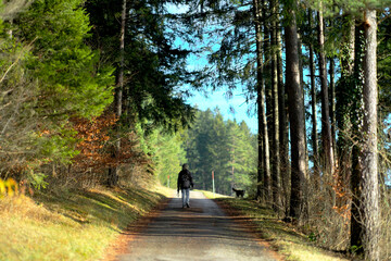 Person walking with a dog along a forest road on a sunny autumn day, enjoying peaceful outdoor nature and adventure in the countryside.