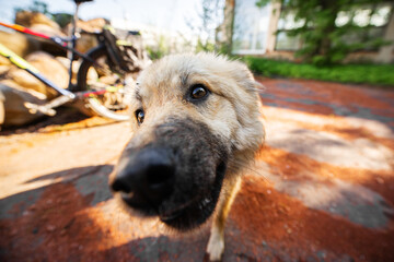 Fototapete bei efototapeten.de bestellen   