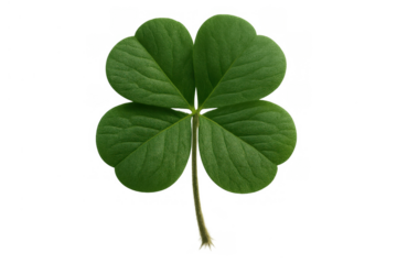 Four leaf clover representing good luck, irish symbolism, green nature, and st. Patrick's day celebration on transparent background