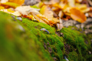 Image of green moss with snail sticking out its antennae. Small gray snail crawls along mossy log.