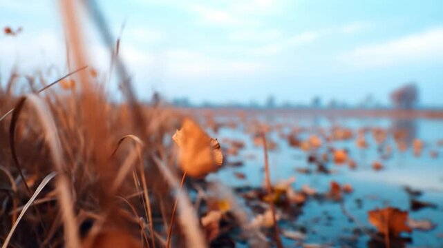 Autumnal lotus leaf floating in water low angle shot