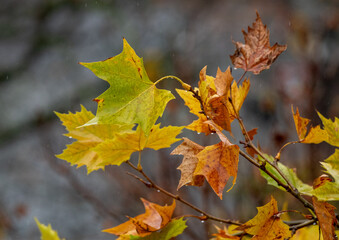 Nahaufnahme von herbstlichen Platanenblättern