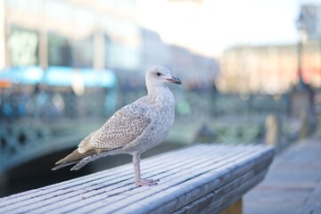 A seagull on a park bench in central Gothenburg, Sweden. Diffuse background.