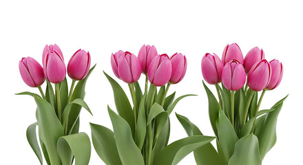 Three bunches of pink tulips for decoration
