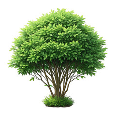 Fototapeta premium 3d lush green bushy tree isolated on transparent background
