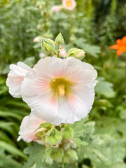 Pale Pink Hollyhock Flowers Blooming in Sunlit Garden