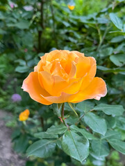 Yellow Rose Bloom with Buds on Green Foliage