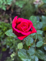 Red Rose with Water Droplets After Rain in Garden Closeup