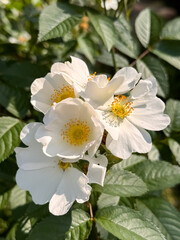 White Dog Rose Flowers with Yellow Centers Blooming on Green Bush