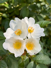White Dog Rose Flowers with Yellow Centers Blooming on Green Bush