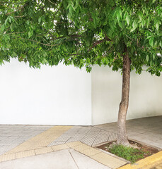 tree with a crown on the street next to a white wall, copy  space