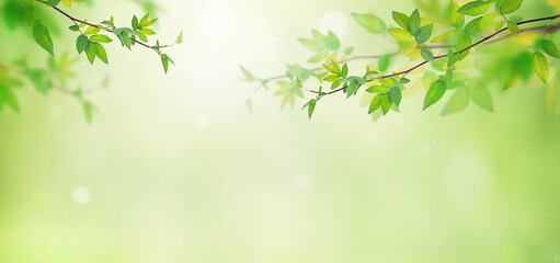 green background with beautiful green twigs and a place for text. spring background. the concept of environmental friendliness, the awakening of nature
