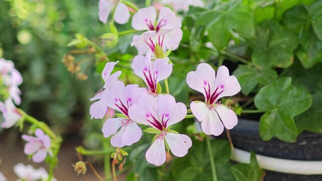 white  Pyragonium grandiflorum flowers in the garden

