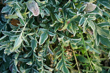 Erster Frost auf Pflanzen und Gew&auml;ssern