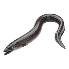 Obraz premium A sleek silver eel gracefully curves against a stark black backdrop in a studio setting image created with generative ai