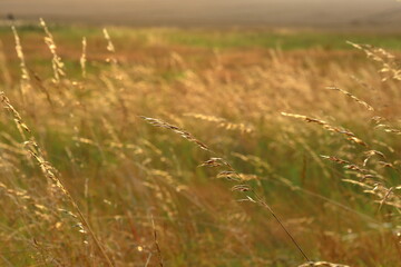 Obraz premium Sun at grass and meadow one summer day. Around golden hour. Landscape view. Skara, Sweden.