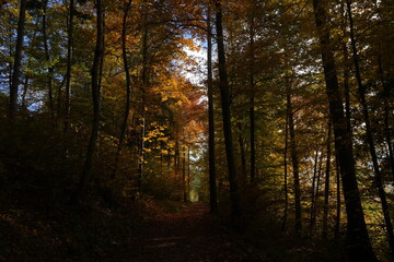 Autumn Leaves in Sunlight