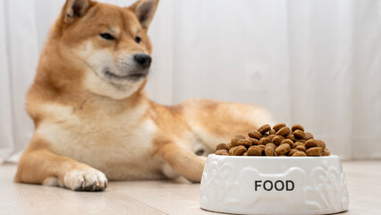Dog with food bowl on the floor