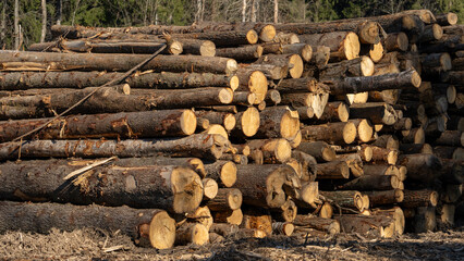 Harvesting or felling of forests for furniture production