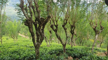 Tea Plantation
