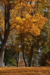 Fototapeta premium Autumn Foliage