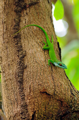 Cuban Blue Anole, Allison's Anole // Kuba-Anolis (Anolis allisoni) - Roatan island, Honduras