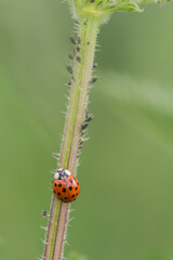 Biedronka azjatycka na łodydze z mszycami w naturalnym środowisku, makrofotografia przedstawiająca drapieżnika i ofiarę w naturze © Henryk Guziak