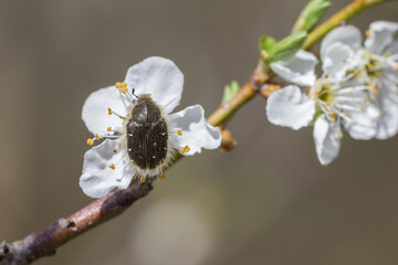 Chrząszcz na białym kwiecie drzewa owocowego podczas wiosny – makrofotografia owada w naturalnym świetle