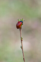 Czerwony chrząszcz siedzący na cienkiej gałązce w naturalnym środowisku – makrofotografia z rozmytym tłem