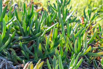 Obraz premium Carpobrotus chilensis is a species of edible succulent plant known by the common name sea fig. Kenneth Hahn State Recreation Area, Baldwin Hills Mountains of Los Angeles, California. 