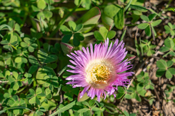 Carpobrotus chilensis is a species of edible succulent plant known by the common name sea fig. Kenneth Hahn State Recreation Area, Baldwin Hills Mountains of Los Angeles, California.	