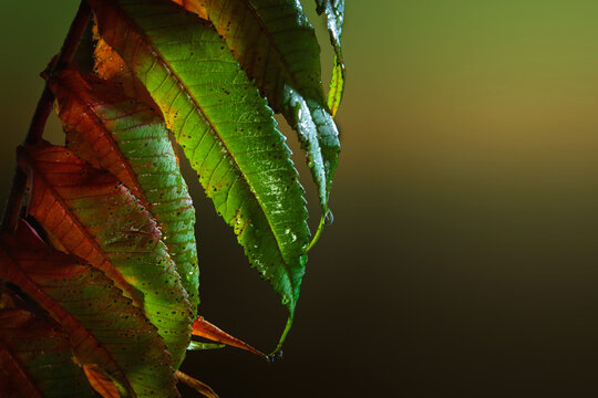 Wilting foliage. Drying leaves on a branch