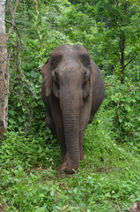 Fototapeta premium Asian elephant in nature