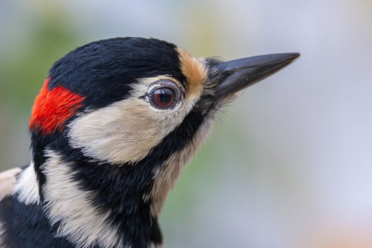 M&auml;nnlicher Buntspecht Portraitaufnahme des Kopfes 