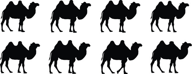 Camel silhouettes, desert animal, wildlife motion, Bactrian camel, two hump, nature illustration, walking pose, animal anatomy, travel icon, zoology reference