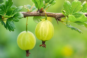 Two green gooseberry fruits hang from a branch, surrounded by bright green leaves.