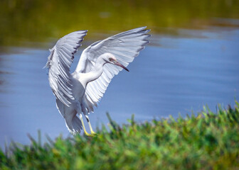 Little Blue Heron coming in for a landing at Resoft Park in Alvin, Texas