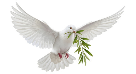 Obraz premium Dove flying with olive branch in beak on white background