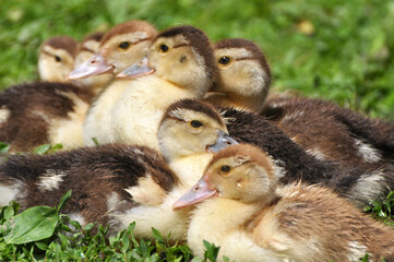 Young ducks of musk breed, Cairina moschata