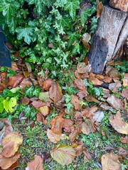 autumn leaves on the ground