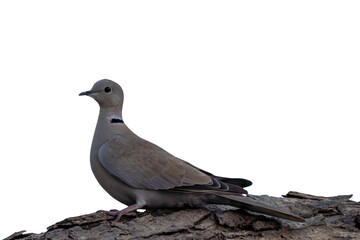 dove sitting on tree trunk isolated on white background
