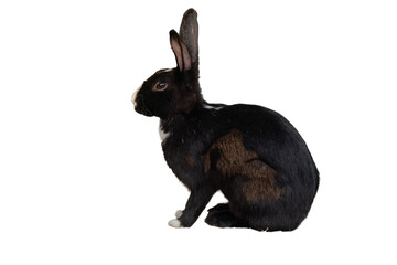 black rabbit isolated on transparent background