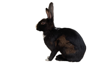 black rabbit isolated on transparent background