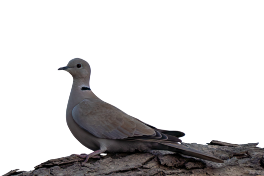 dove sitting on tree trunk isolated on white background